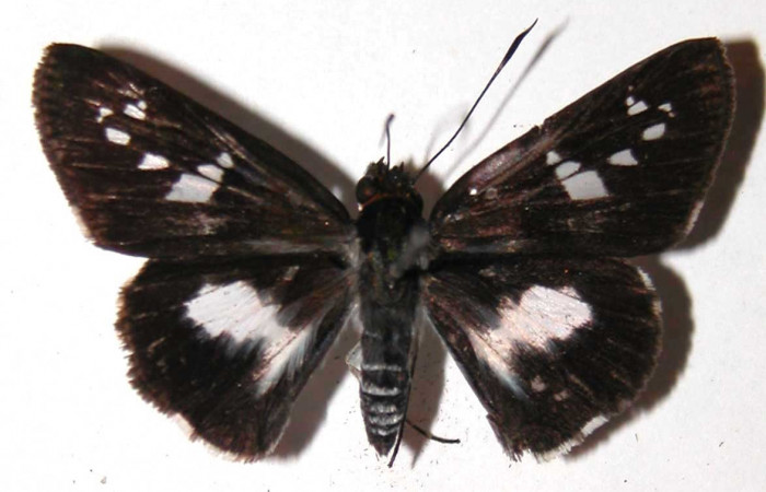 Figura 24. Adulto (hembra), <i>Vettius</i> picaDH2 (Hesperiidae). (03-SRNP-10159-DHJ36726).