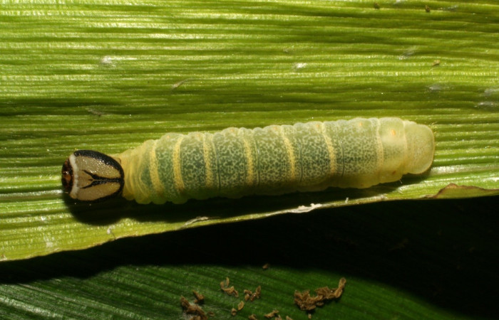 Figura 12. Detalle dorsal Vettius picaDHJ02 (Hesperiidae). (05-SRNP-33344-DHJ405794).