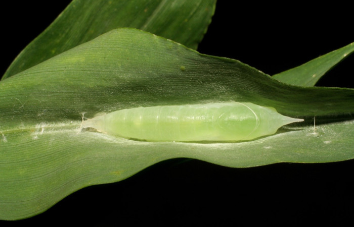 Figura 8. Detalle de pupa <i>Vettius aurelius</i> (Hesperiidae). (05-SRNP-4800-DHJ403143).