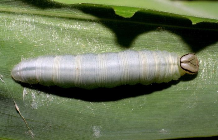 Figura 4. Detalle dorsal <i>Vettius</i> fantasosDHJ02 (Hesperiidae). (05-SRNP-59283-DHJ408589).