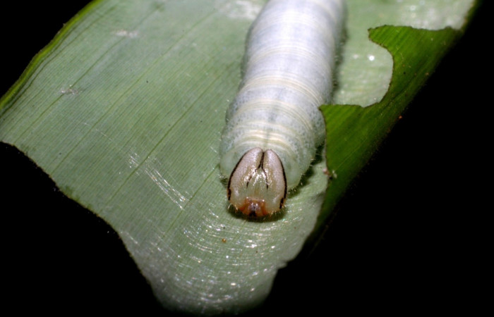 Figura 5. Detalle cabeza, <i>Vettius</i> fantasosDHJ02 (Hesperiidae). (05-SRNP-59283-DHJ408591).