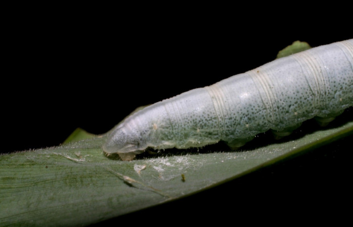 Figura 6. Detalle de extremo, <i>Vettius</i> fantasosDHJ02 (Hesperiidae). (05-SRNP-59283-DHJ408593).