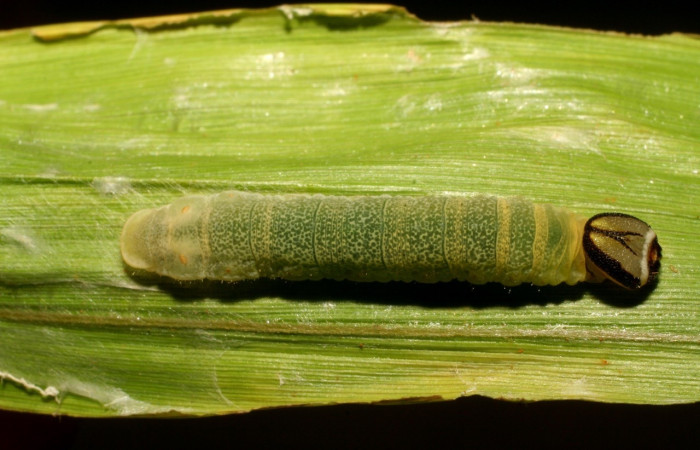 Figura 11. Detalle dorsal <i>Vettius pica</i> (Hesperiidae). (06-SRNP-42958-DHJ417109)