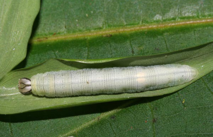 Figura 10. Detalle en último estadío, <i>Vettius aurelius</i> (Hesperiidae). (12-SRNP-30032-DHJ485150).