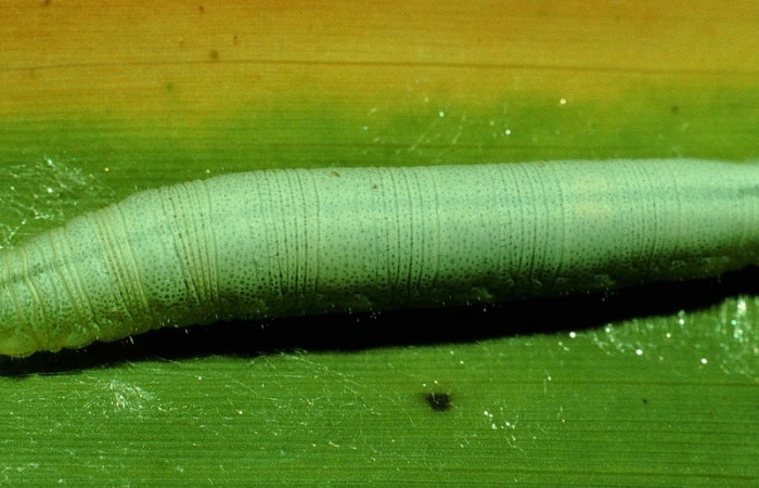 Figura 2. Detalle dorsal en último estadío, <i>Vettius fantasos</i> (Hesperiidae). (93-SRNP-7126-DHJ26617).