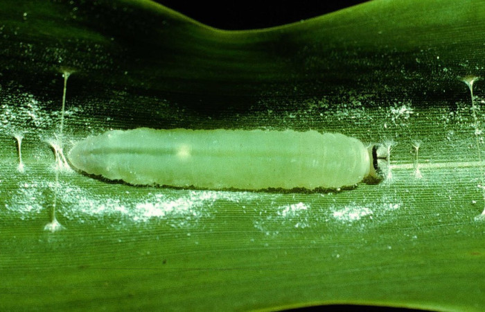 Figura 7. Detalle de prepupa <i>Vettius fantasos</i> (Hesperiidae). (93-SRNP-7126-DHJ26619).