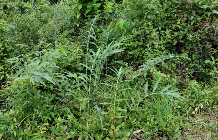 Fig 1. Unas de las planta hospedera donde más se alimenta <i>Vettius fantasos</i> (Hesperiidae) </i>Lasiacis nigra</i> (Poaceae). Foto Minor Carmona Sendero Bromelia Estación Biológica Wege, 09 de Julio 2021.