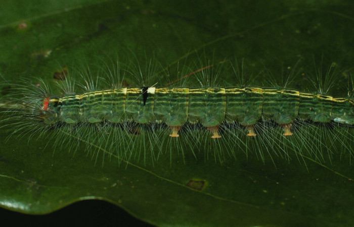 Figura 6. Larva <i>Nesara dalceroides</i> (Lasiocampidae). Vista lateral, último estadío. 32 mm. Foto 18 agosto 2021. Voucher: 01-SRNP-2973-DHJ62836.jpg.