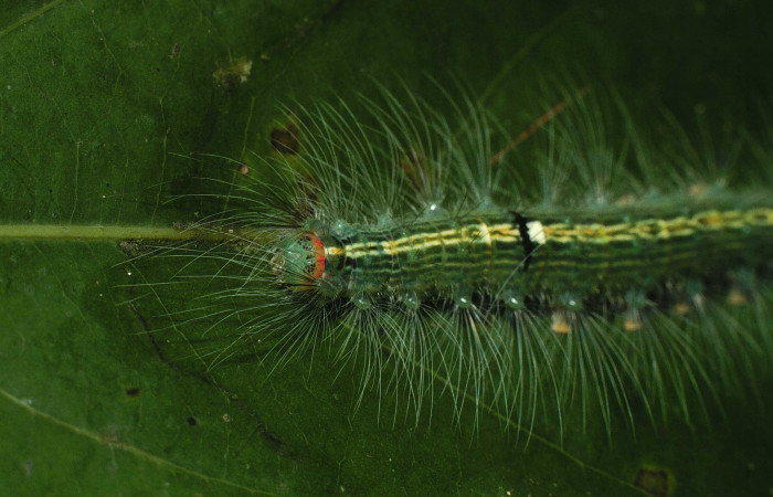 Figura 7. Larva <i>Nesara dalceroides</i> (Lasiocampidae). Dorsal tórax, mostrando los pelos blancos, cabeza verde, último estadío. 32 mm. Foto 18 agosto 2021. Voucher: 01-SRNP-2973-DHJ62838.jpg.