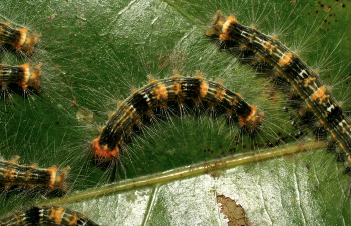 Figura 8. Larvas <i>Nesara dalceroides</i> (Lasiocampidae). Vista dorsal, último estadío. 32 mm. Foto 06 julio 2021. Colectados en Sector Pitilla. Voucher: 09-SRNP-32022-DHJ458920.jpg.