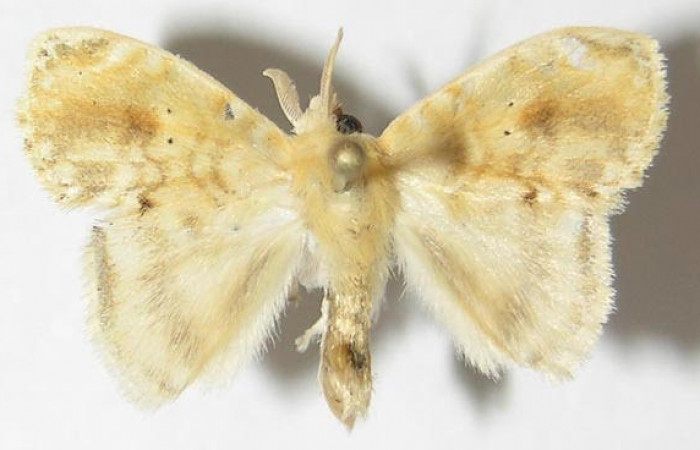 Figura. 3. Adulto <i>Nesara dalceroides</i> (Lasiocampidae). Vista dorsal. envergadura alar macho 22 mm de longitud. Voucher: 09-SRNP-32194-DHJ516246.jpg. BIN: BOLD:AAA8155.