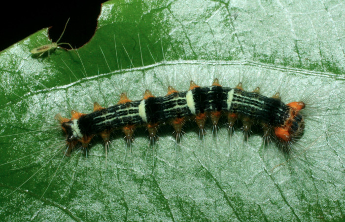 Figura 11. Larva <i>Nesara dalceroides</i> (Lasiocampidae). Vista lateral, penúltimo estadío. 15 mm. Foto 14 junio 2009. Voucher: 09-SRNP-41291-DHJ459565.jpg.