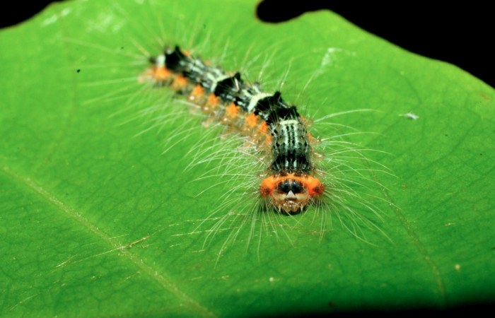 Figura 12. Larva <i>Nesara dalceroides</i> (Lasiocampidae). Cabeza de frente, penúltimo estadío, 15 mm. Foto 14 junio 2009.. Voucher: 09-SRNP-41291-DHJ459566.jpg.