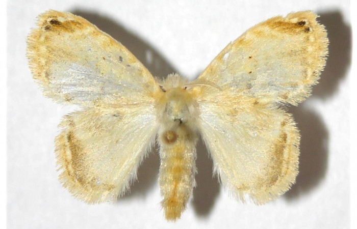 Figura. 1. Adulto <i>Nesara dalceroides</i> (Lasiocampidae). Vista dorsal. envergadura alar hembra 26 mm de longitud. Voucher: 02-SRNP-7-DHJ319292.jpg. BIN: BOLD:AAA8155.