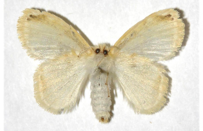 Figura. 2. Adulto <i>Nesara dalceroides</i> (Lasiocampidae). Vista ventral. envergadura alar hembra 26 mm de longitud. Voucher: 02-SRNP-7-DHJ319293.jpg. BIN: BOLD:AAA8155.