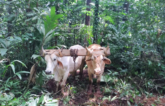 Santa Cecilia La Cruz Guanacaste, 4 de octubre 2021, Foto: (BCAF.PSA)