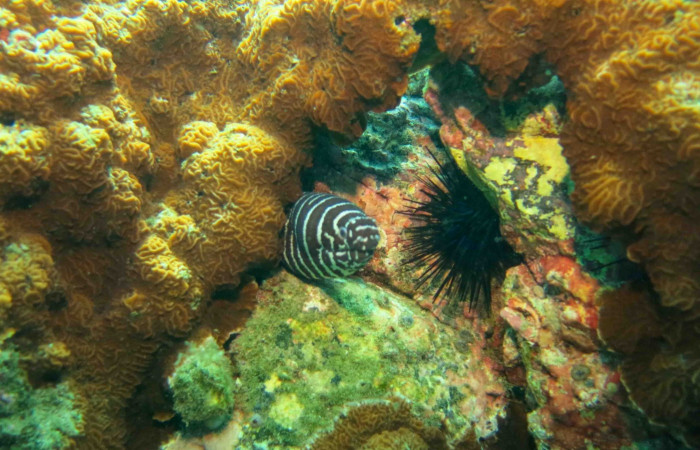 Isla San José  2015  Foto: Minor Lara