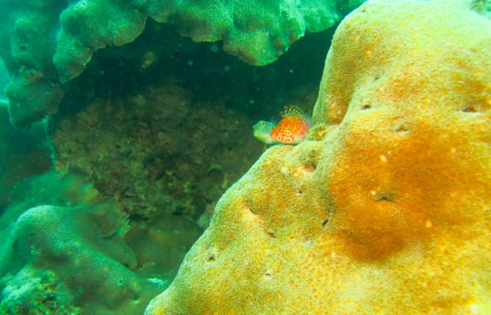 Isla San José  2015  Foto: Minor Lara