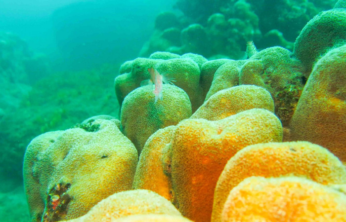 Isla San José  2015  Foto: Minor Lara