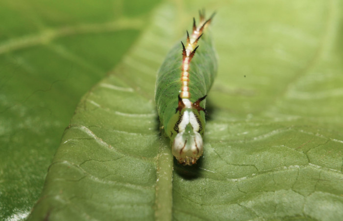 Fig.12 Vista frontal de <i>Rifargia</i> geldubaDHJ01 (Notodontidae) se colectó 21 junio 2013, Sector Rincon Rain Forest, Palomo 96mts. (13-SRNP-68596-DHJ718099.jpg)