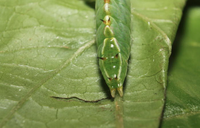 Fig.13 Vista trasera de <i>Rifargia</i> geldubaDHJ01 (Notodontidae) se colectó 21 junio 2013, Sector Rincon Rain Forest, Palomo 96mts. (13-SRNP-68596-DHJ718103.jpg).