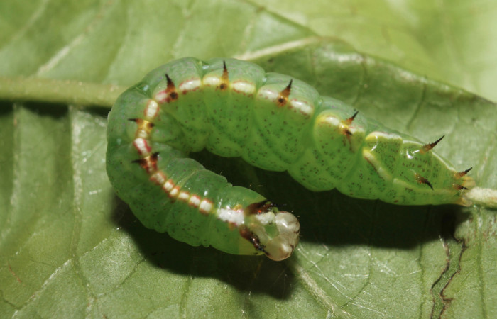Fig.14 Vista dorsal de <i>Rifargia</i> geldubaDHJ01 (Notodontidae) se colectó 21 junio 2013, Sector Rincon Rain Forest, Palomo 96mts. (13-SRNP-68596-DHJ718103.jpg).