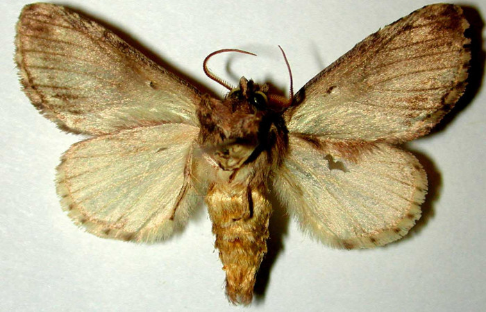 Fig.2 Vista ventral, macho <i>Rifargia mortis</i> (Notodontidae), eclosionó 05 agosto 1989, Sector Santa Rosa, Bosque Húmedo, 290mts. (89-SRNP-663.1-DHJ32751.jpg).