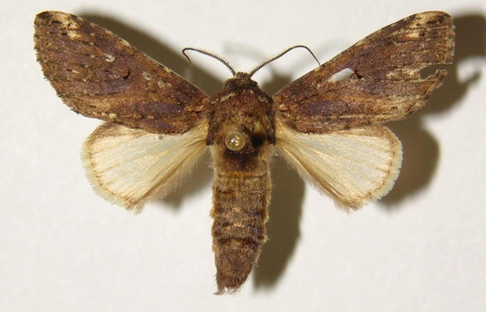 Fig.5 .Vista dorsal, macho <i>Rifargia</i> geldubaDHJ01 (Notodontidae), eclosionó 05 agosto 1989, Sector Santa Rosa, Cafetal, 280mts. (91-SRNP-1911.2-DHJ300442.jpg)