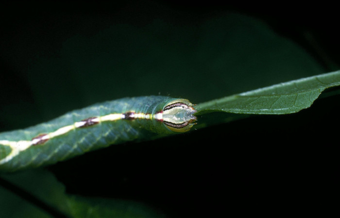 Fig.9 Vista frontal de <i>Rifargia mortis</i> (Notodontidae) se colectó 13 junio 2004, Sector Santa Rosa, Cerco de Piedra 285mts. (04-SRNP-10999-DHJ83368.jpg).