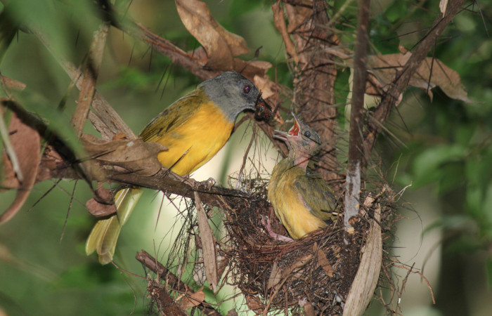 Fig. 10 Tangara Cabecigrís, Gray-headed Tanager <i>Eucometis penicillata</i> (Thraupidae) entregando una araña a sus pichones; Estación Biológica Los Almendros Sector El Hacha, 05 de setiembre 2021. Foto: Roster Moraga.