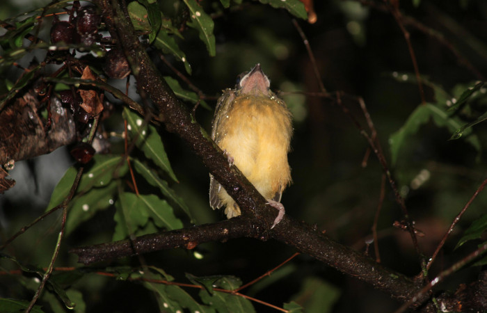 Fig. 12 Polluelo Tangara Cabecigrís, Gray-headed Tanager <i>Eucometis penicillata</i> (Thraupidae) perchado sobre el sotobosque; Estación Biológica Los Almendros Sector El Hacha, 06 de setiembre 2021. Foto: Roster Moraga.