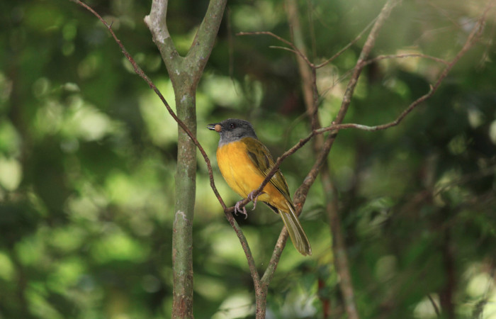 Fig. 1 Tangara Cabecigrís, Gray-headed Tanager <i>Eucometis penicillata</i> (Thraupidae) perchada en una rama con alimento en su pico; Los Almendros Sector El Hacha, 10 de marzo 2021. Foto: Roster Moraga.