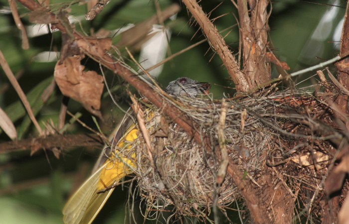 Fig. 2 Tangara Cabecigrís, Gray-headed Tanager <i>Eucometis penicillata</i> (Thraupidae) alimentando a sus pichones con una araña; nido en una palma de <i>Bactris guineensis</i> (Arecaceae) Estación Biológica Los Almendros Sector El Hacha, 10 de marzo 2021. Foto: Roster Moraga.