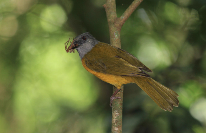 Fig. 3 Tangara Cabecigrís, Gray-headed Tanager <i>Eucometis penicillata</i> (Thraupidae) haciendo llamado a sus pichones con una araña; Estación Biológica Los Almendros Sector El Hacha, 08 de junio 2021. Foto: Roster Moraga.