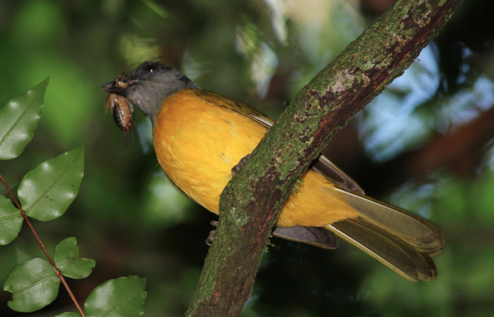 Fig. 4 Tangara Cabecigrís, Gray-headed Tanager <i>Eucometis penicillata</i> (Thraupidae) llevando un grillo a sus pichones; Estación Biológica Los Almendros Sector El Hacha, 08 de junio 2021. Foto: Roster Moraga.