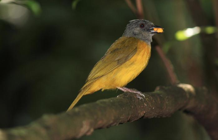 Fig. 7 Tangara Cabecigrís, Gray-headed Tanager <i>Eucometis penicillata</i> (Thraupidae) llevando un pedazo de soncoya a sus pichones; Estación Biológica Los Almendros Sector El Hacha, 08 de junio 2021. Foto: Roster Moraga.