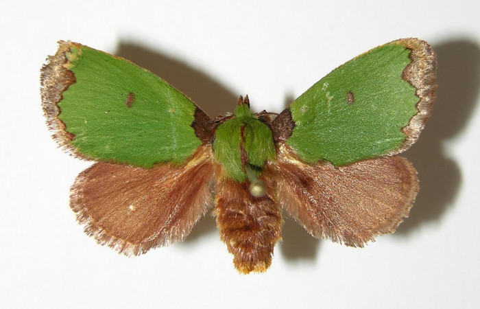 Figura 17. Adulto hembra de <i>Parasa</i> wellescaDHJ02 (Limacodidae). Posicón ventral. Area de Conservación Guanacaste. 91- SRNP-2050-DHJ520632.