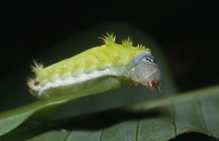 Figura 16. Larva <i>Parasa</i> wellescaDHJ02 (Limacodidae). Posición lateral entero. En la planta <i>Cupania juglandifolia</i> (Sapindaceae). Estación Biológica San Cristobal. 04-SRNP-1481- DHJ81805.jpg.