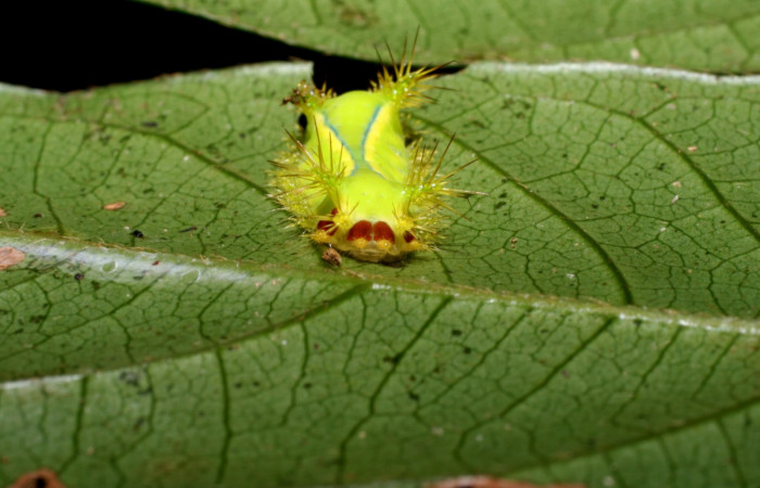 Figura 3. Larva <i>Parasa wellesca</i> (Limacodidae). Posición cola. En la planta <i>Inga densiflora</i> (Fabaceae), Area de Conservación Guanacaste, Santa Rosa. 08-SRNP-58228-DHJ449741.jpg.