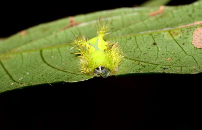 Figura 2. Larva <i>Parasa wellesca</i>(Limacodidae). posición cabeza. En la planta <i>Inga densiflora</i> (Fabaceae), Area de Conservación Guanacaste, Santa Rosa. 08-SRNP-58228-DHJ449742.jpg.