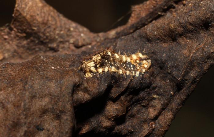 Figura 11. Parásito de la larva <i>Parasa wellesca</i> (Limacodidae). En la planta <i>Ardisia revoluta</i> (Primulaceae), Area de Conservación Guanacaste, Santa Rosa. 09-SRNP-32764-DHJ474075.jpg.