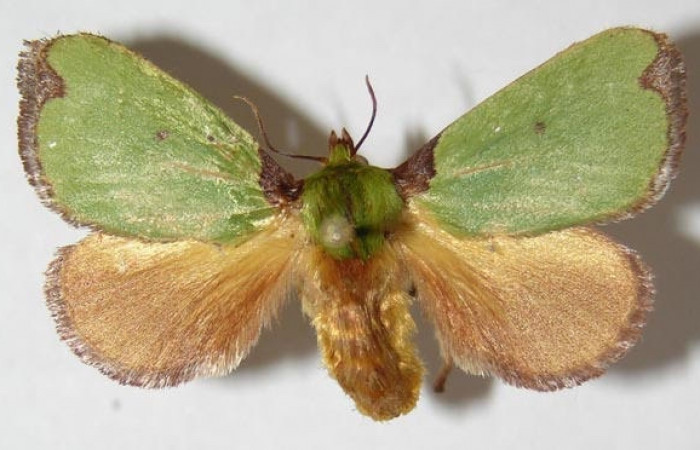 Figura 15. Adulto hembra de <i>Parasa wellesca</i> (Limacodidae). Posicón dorsal. Area de Conservación Guanacaste. 91-SRNP-2050-DHJ520632.