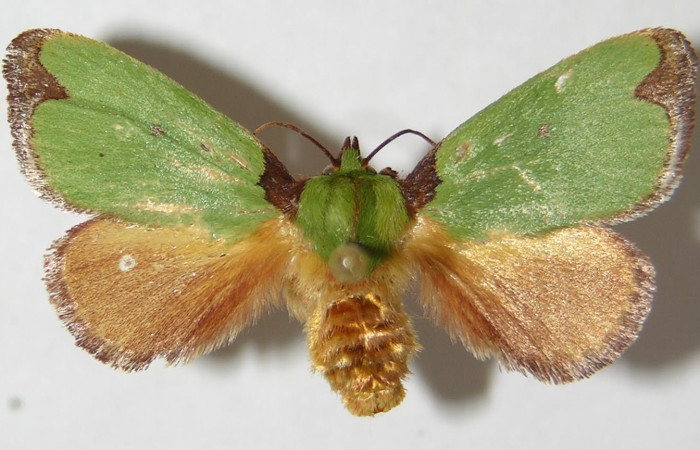 Figura 12. Adulto macho de <i>Parasa wellesca</i> (Limacodidae). Posicón dorsal. Area de Conservación Guanacaste. 95-SRNP-10446-DHJ520640.