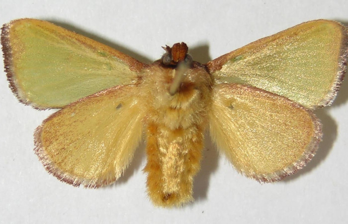 Figura 13. Adulto macho de <i>Parasa wellesca</i> (Limacodidae). Posicón ventral. Area de Conservación Guanacaste. 95-SRNP-7084-DHJ520631.