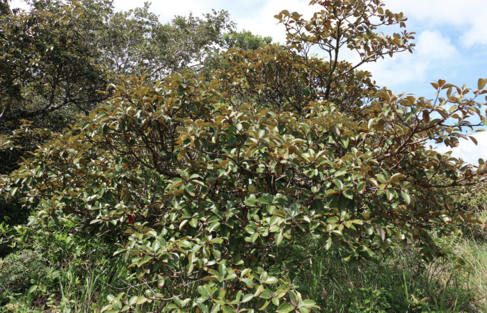 Fig.10 Planta <i>Byrsonima crassifolia</i> (Malpighiaceae), hospedera de la larva <i>Apatelodes firmiana</i>,(Apatelodidae), Sector Santa María, Calzón Roto. Foto Elieth Cantillano 09 Octubre 2021.