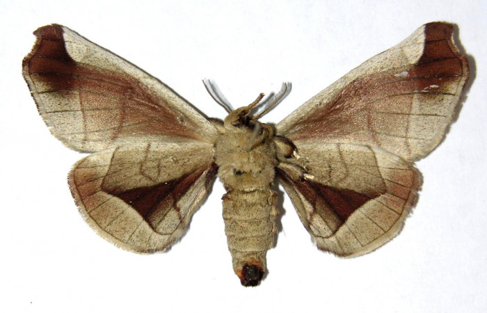 Fig. 2 Adulto <i>Apatelodes firmiana</i> mostrando la parte ventral.Voucher: 04-SRNP-13349-DHJ329503.