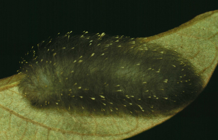 Fig.7 Larva <i>Apatelodes firmiana</i>, mostrando la parte lateral entero, en hoja de <i>Byrsonima crassifolia</i> (Malpighiaceae). Voucher: 91-SRNP-1394-DHJ14431.jpg.