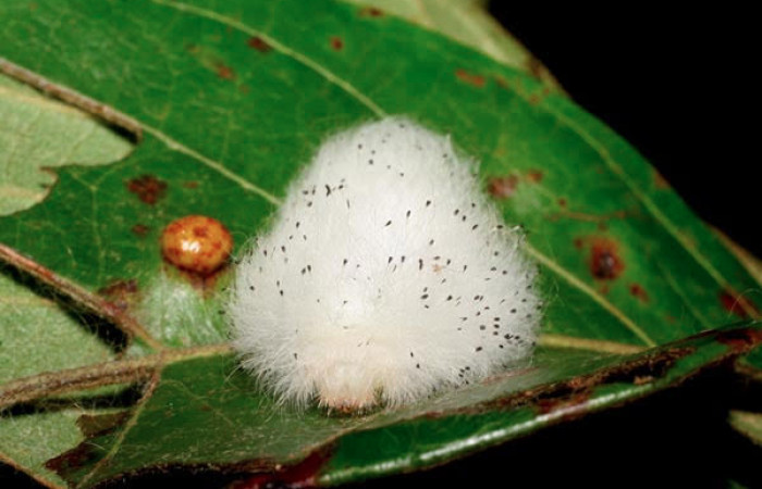 Fig.9 Larva <i>Apatelodes firmiana</i>, mostrando la parte frente cabeza, en hoja de <i>Byrsonima crassifolia</i> (Malpighiaceae). Voucher: 07-SRNP-57499-DHJ423222.jpg.