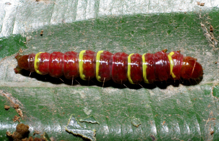 Figura 1. <i>Chlamydastis elenaulateae</i> (Depressariidae) último estadio, posición dorsal. Estación Caribe, Puente Río Negro. Voucher 06-SRNP-43625-DHJ417289.jpg.
