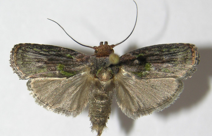 Figura 12. Adulto de <i>Chlamydastis elenaulateae</i> (Depressariidae) vista dorsal. Voucher 09-SRNP-71286-DHJ516684.jpg.